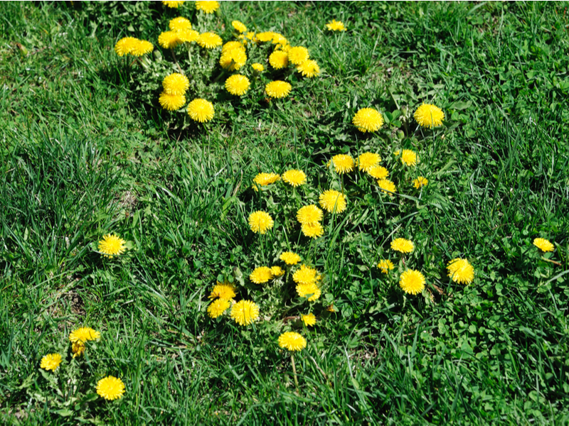 dandelions growing on a lawn